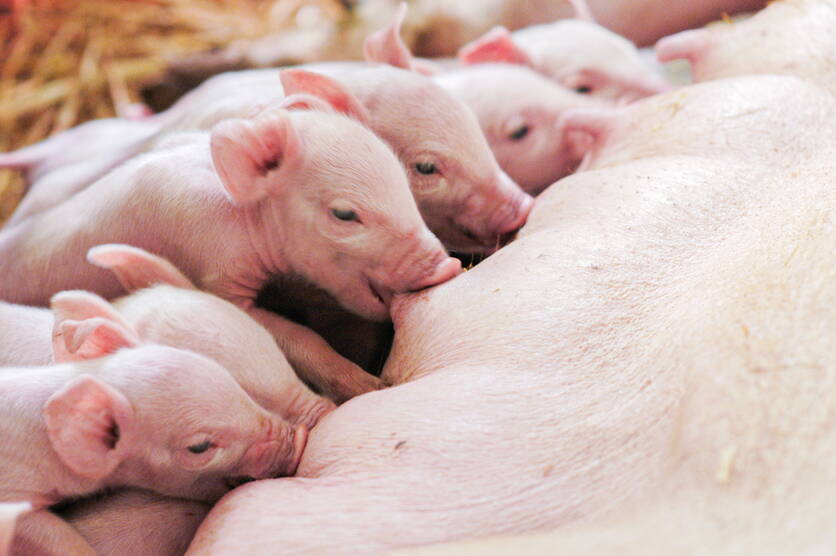 ab24_foto_reb_phasenfutterung_schweine_saugende_ferkel.jpg ab24_foto_reb_phasenfutterung_schweine_saugende_ferkel.jpg