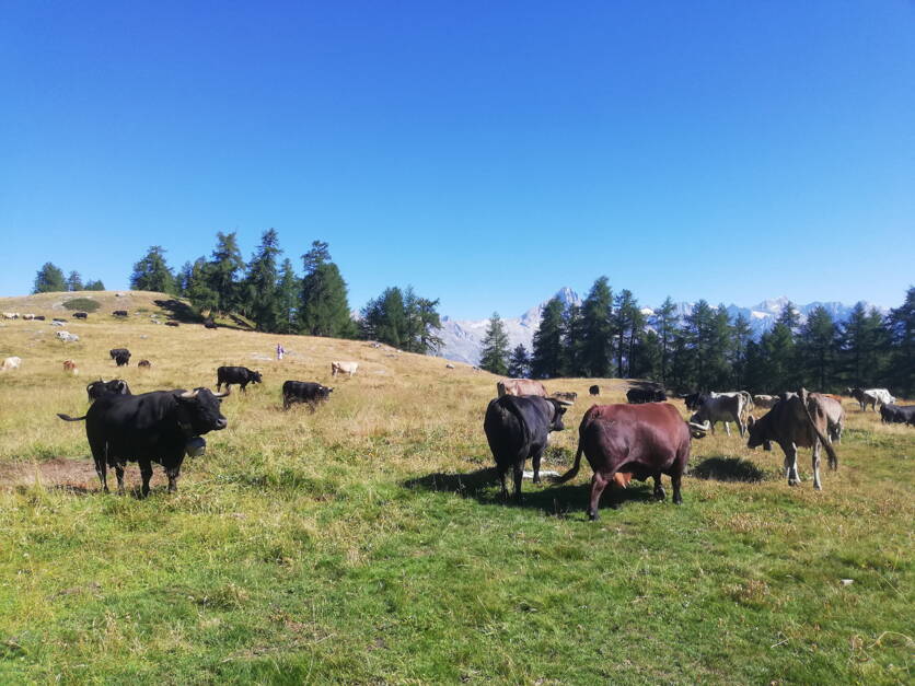 ab25_foto_alpgebiet.jpg ab25_foto_alpgebiet.jpg