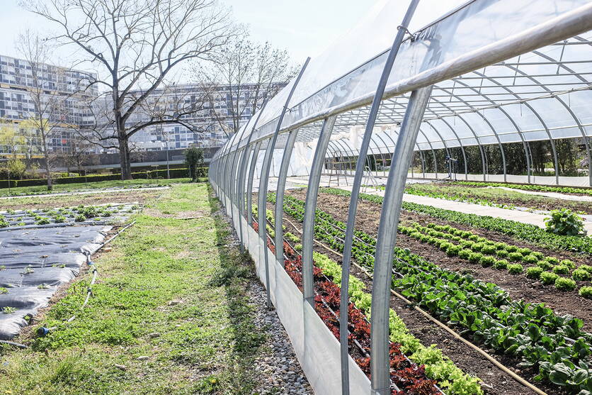 serres_pdr_points_relais_agricoles_en_milieu_urbain-2.jpg serres_pdr_points_relais_agricoles_en_milieu_urbain-2.jpg