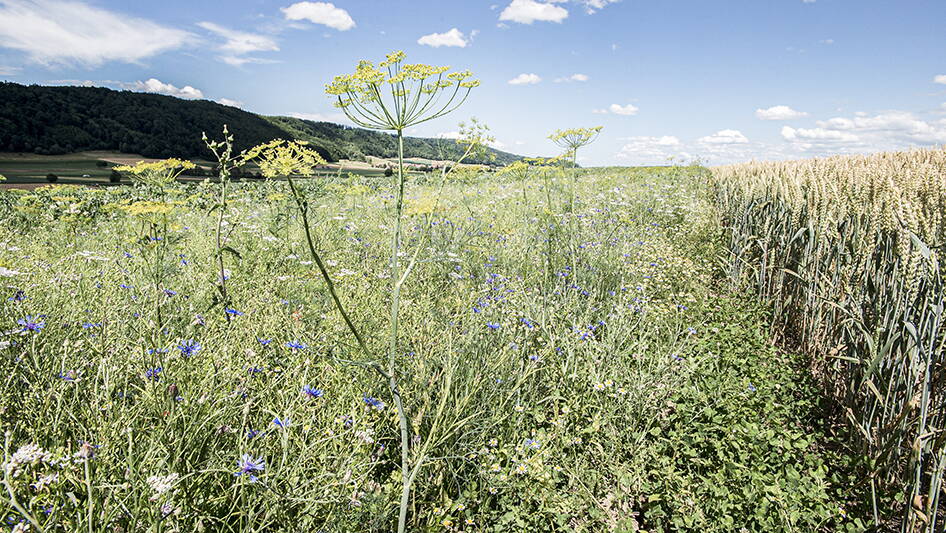 03_umwelt-all-ema-agroscope.jpg 03_umwelt-all-ema-agroscope.jpg