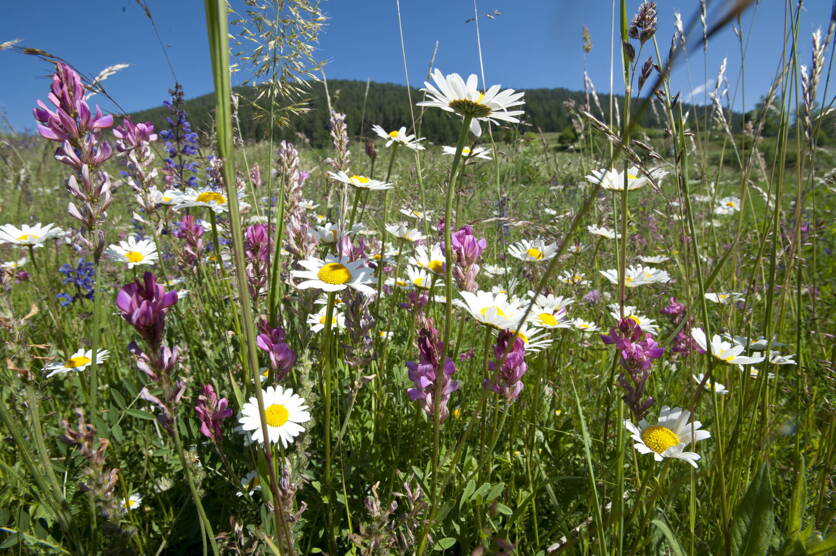 ab25_bild_teaser_biodiversitat.jpg ab25_bild_teaser_biodiversitat.jpg