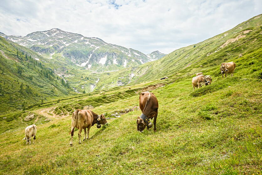 ab24_foto_alpgebiet.jpg ab24_foto_alpgebiet.jpg
